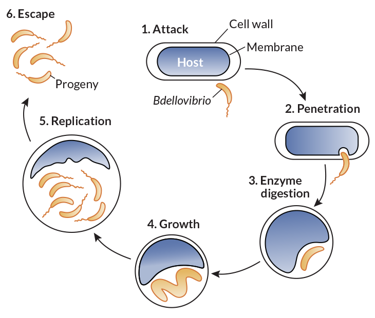 062417_bacteria_inline.png