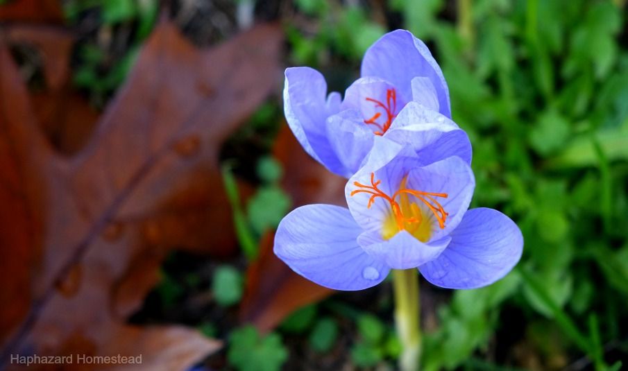 x crocus speciosa 3.jpg