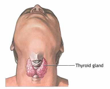 location-of-thyroid.jpg