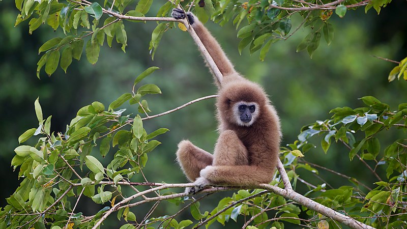 800px-Hylobates_lar_-_Kaeng_Krachan_WB.jpg