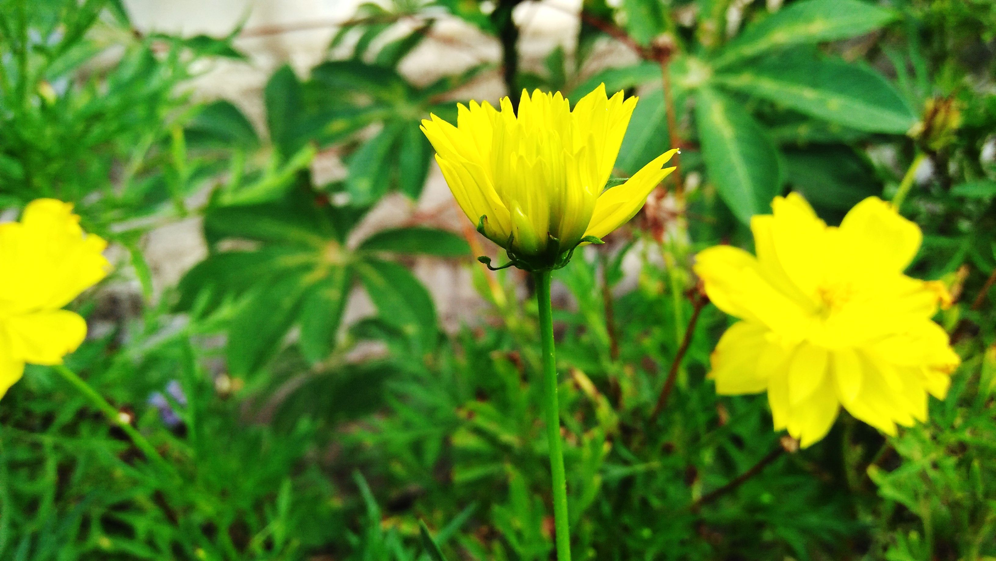 flower8.jpg