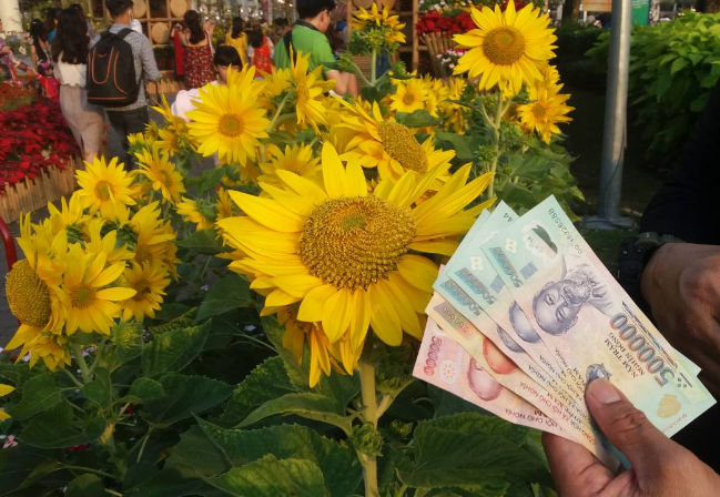 katas steemit sun flower with vnd bills.jpg