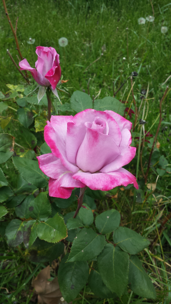 A mostly opened pink rose, the petals a washed out highlight of pink, with the edges getting deeper almost purple. 