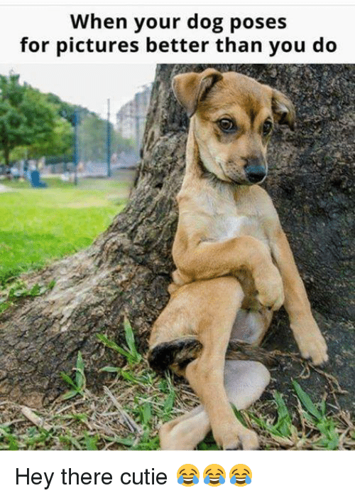 when-your-dog-poses-for-pictures-better-than-you-do-20511406.png