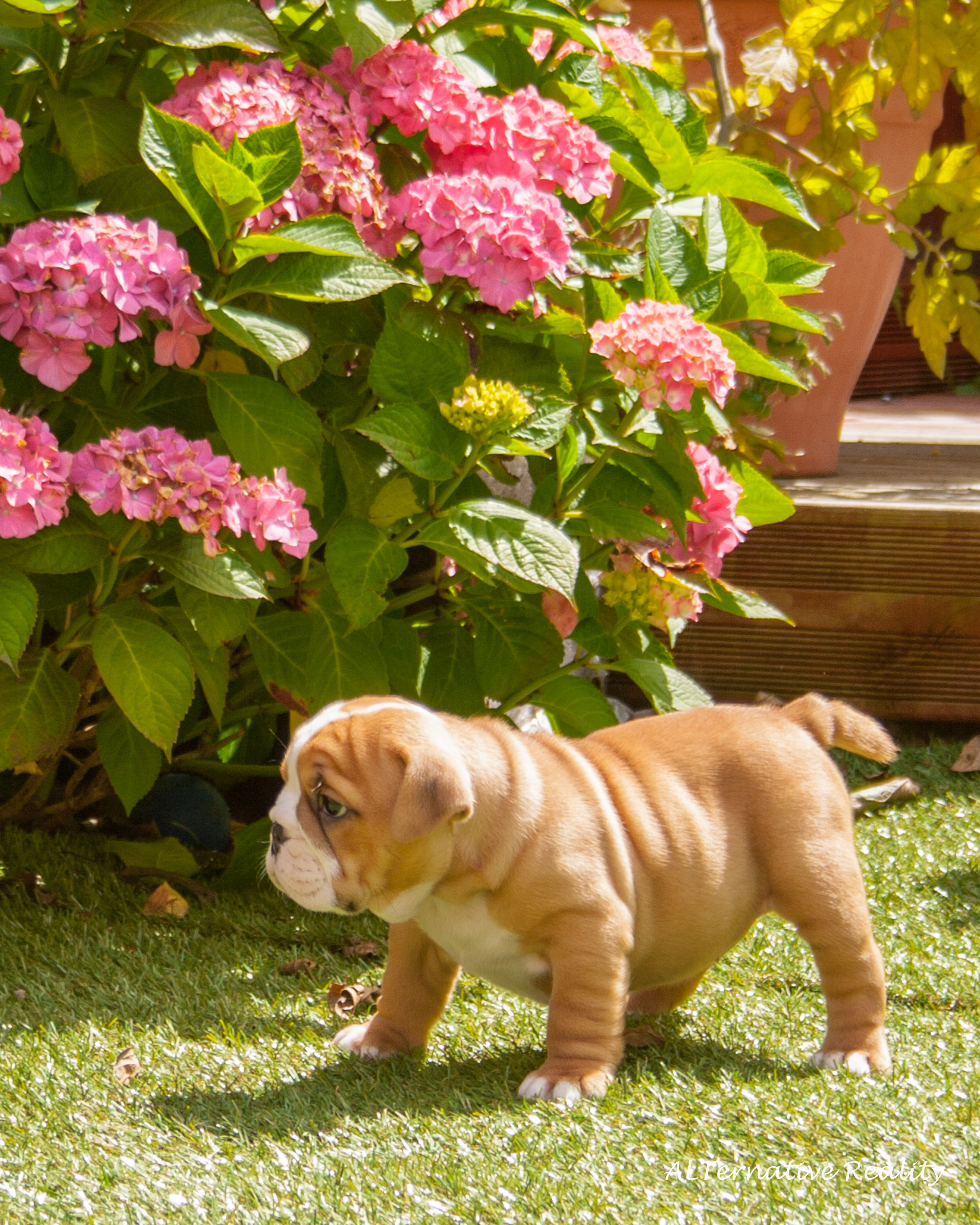 Bulldog pics 22-07-17-4.jpg