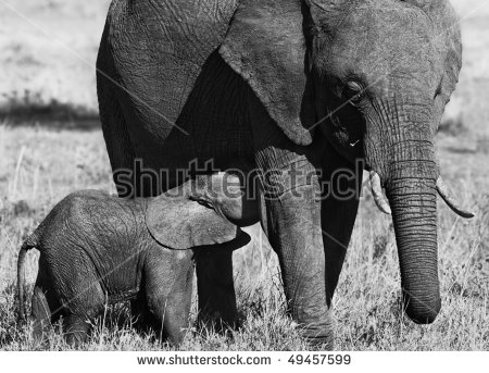 stock-photo-elephants-mother-breast-feeding-her-baby-kenya-49457599.jpg