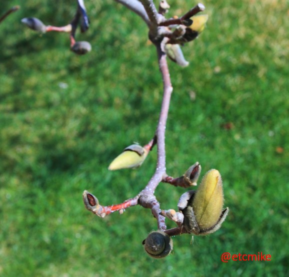 saucer-magnolia-tree-A16-saMag-01.JPG