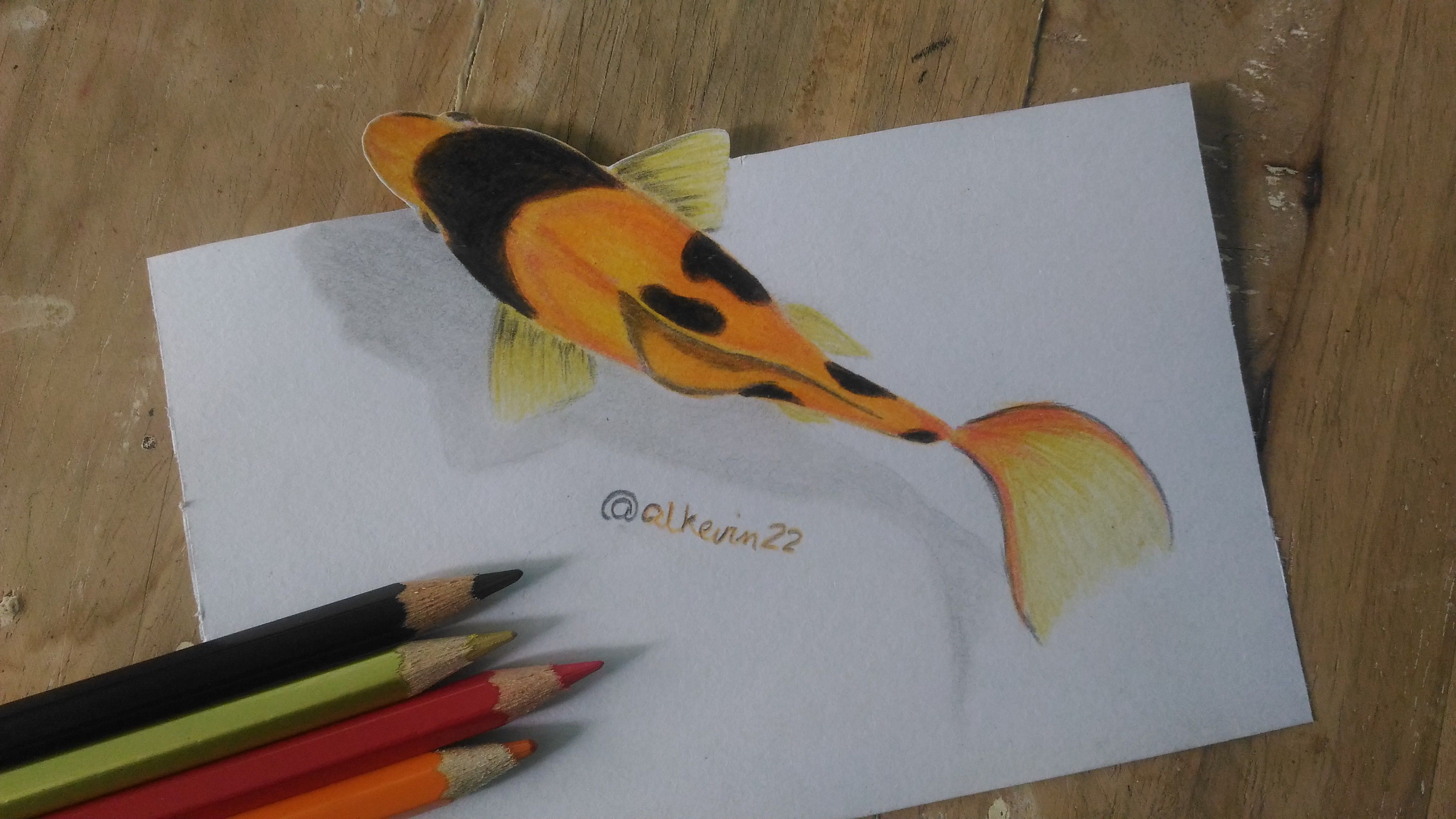 realistic koi fish drawing color