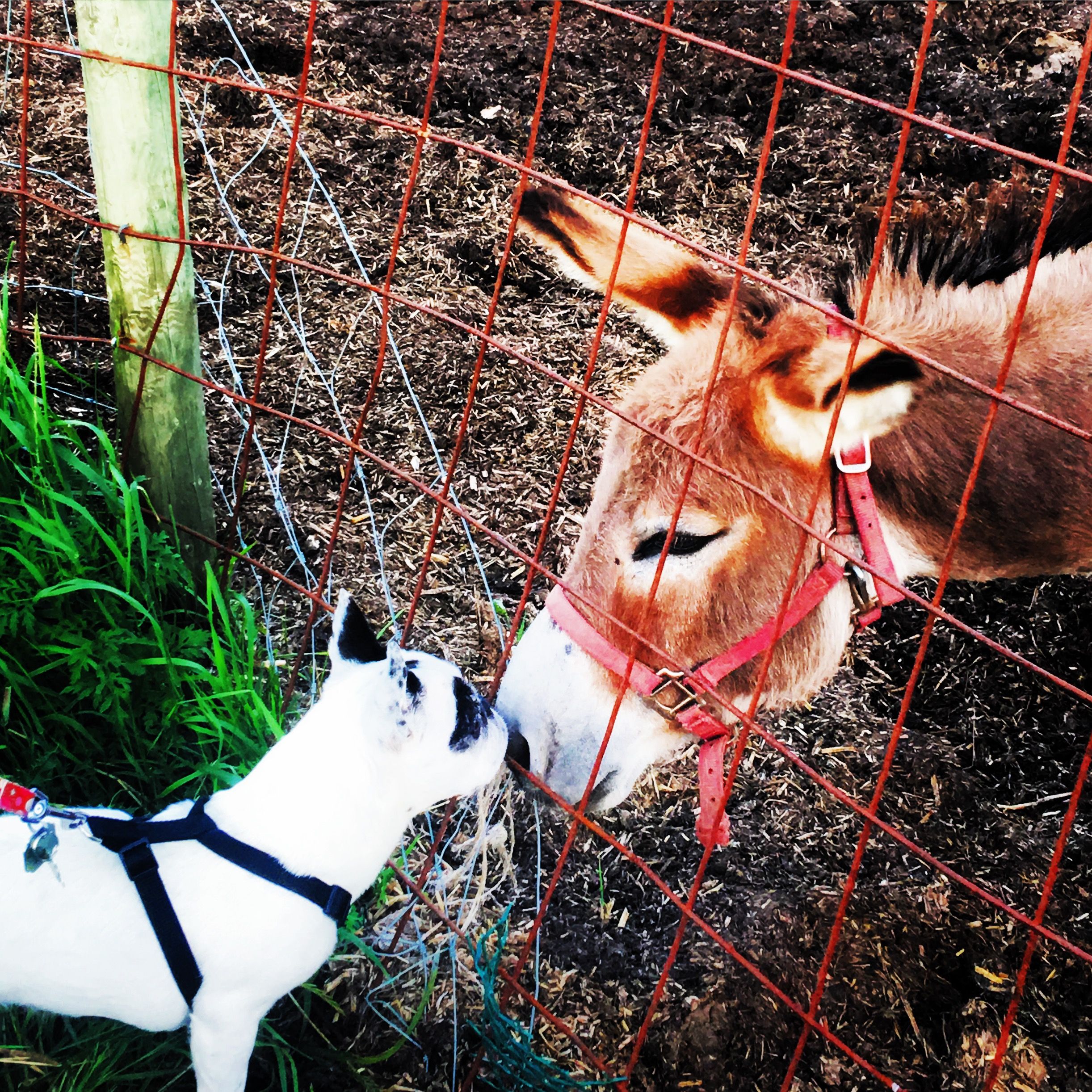 Farm Animals 農場の動物 Paper Cutting Art切り絵 Photography写真 Steemkr