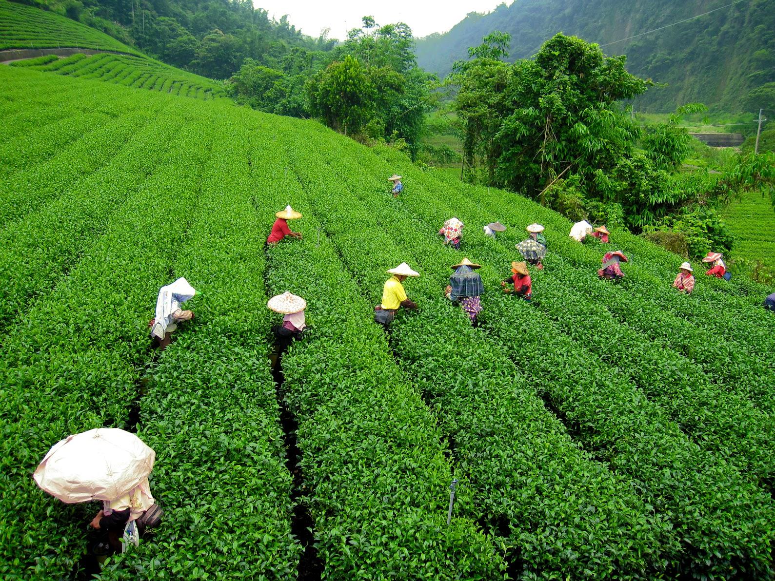 darjilin tea farm.jpg