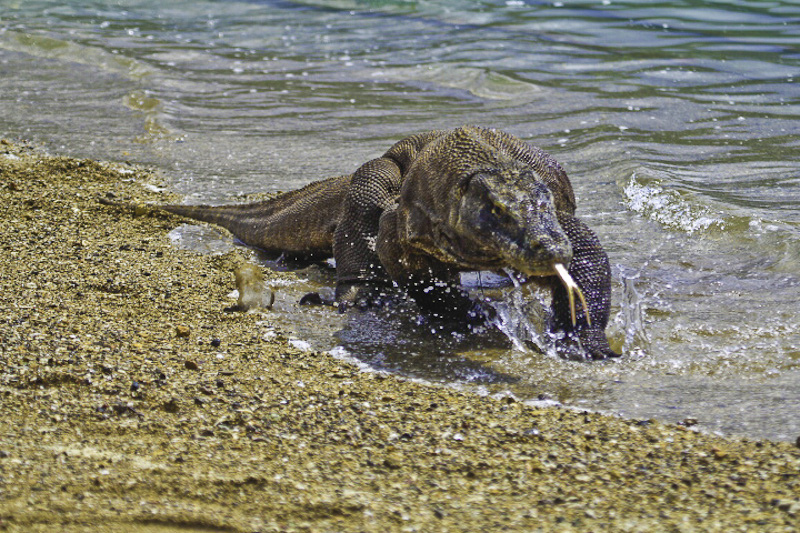 Komodo_dragon_at_Komodo_National_Park_Indonesia.jpg