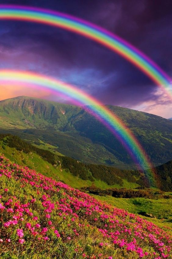 rain bow double flowers Mt. Pinterst.jpg