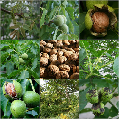 The Essential Guide to Everything you Need to Know about Growing Walnuts - Juglans regia.jpg