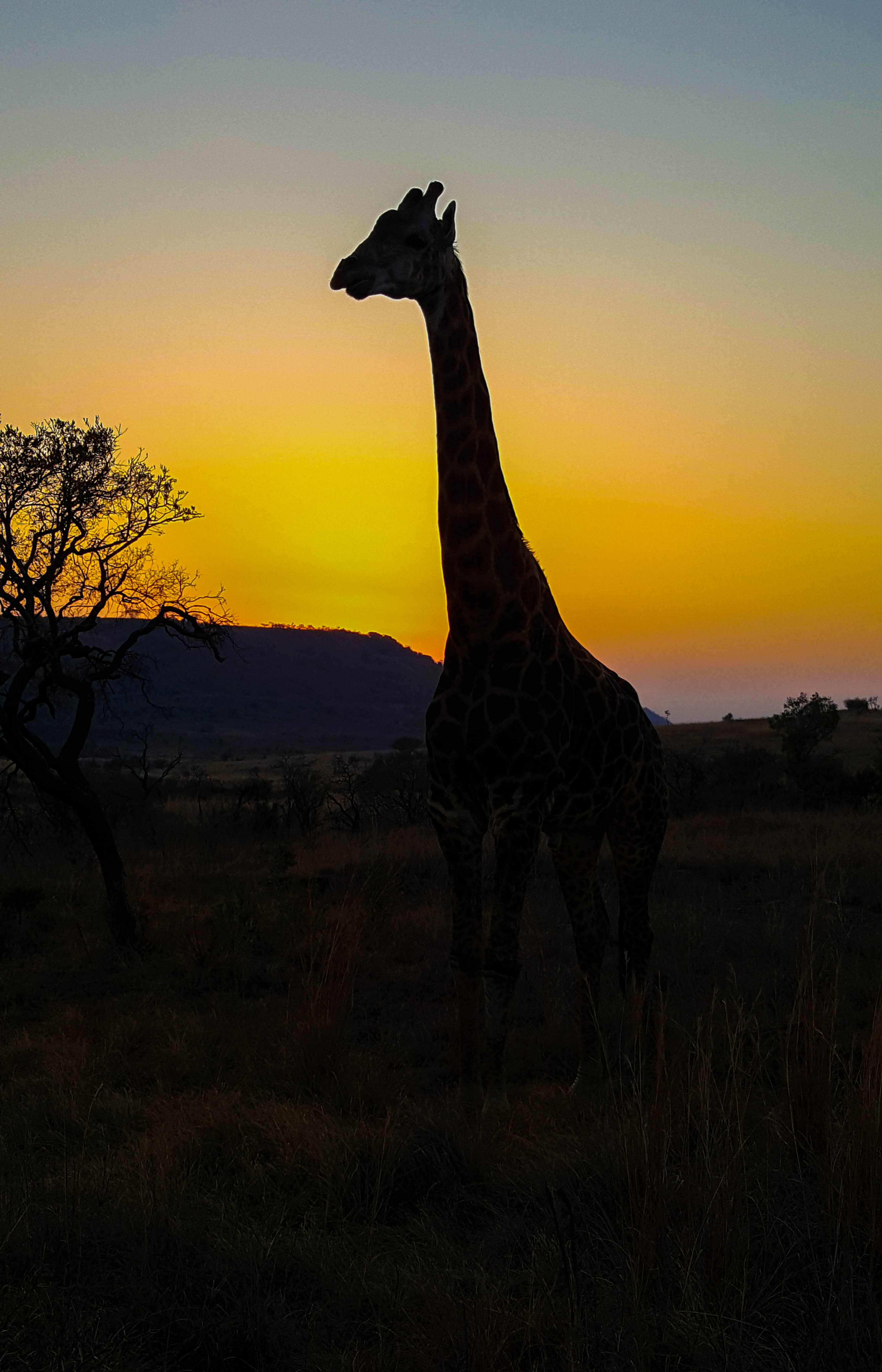 Sunrise Giraffe.jpg