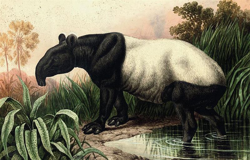 Malayan_Tapir_by_Charles_Edward_Brittan.jpg