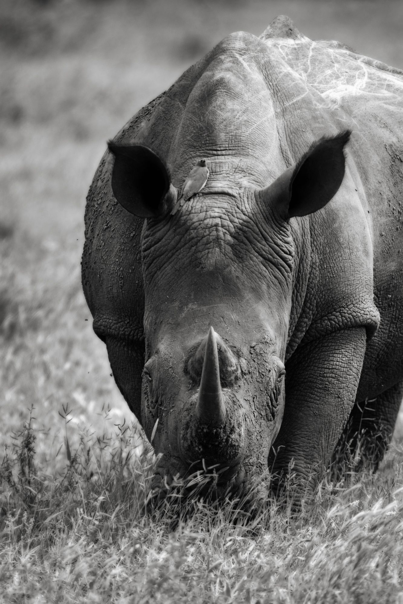 White Rhinoceros 003.jpg