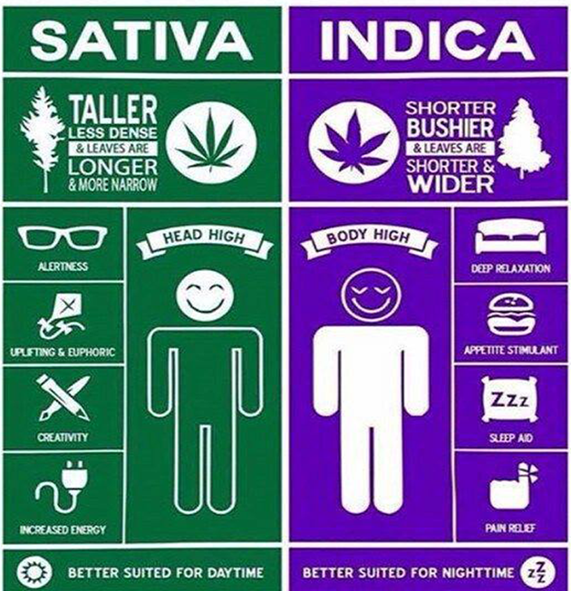 sativa-indica.png