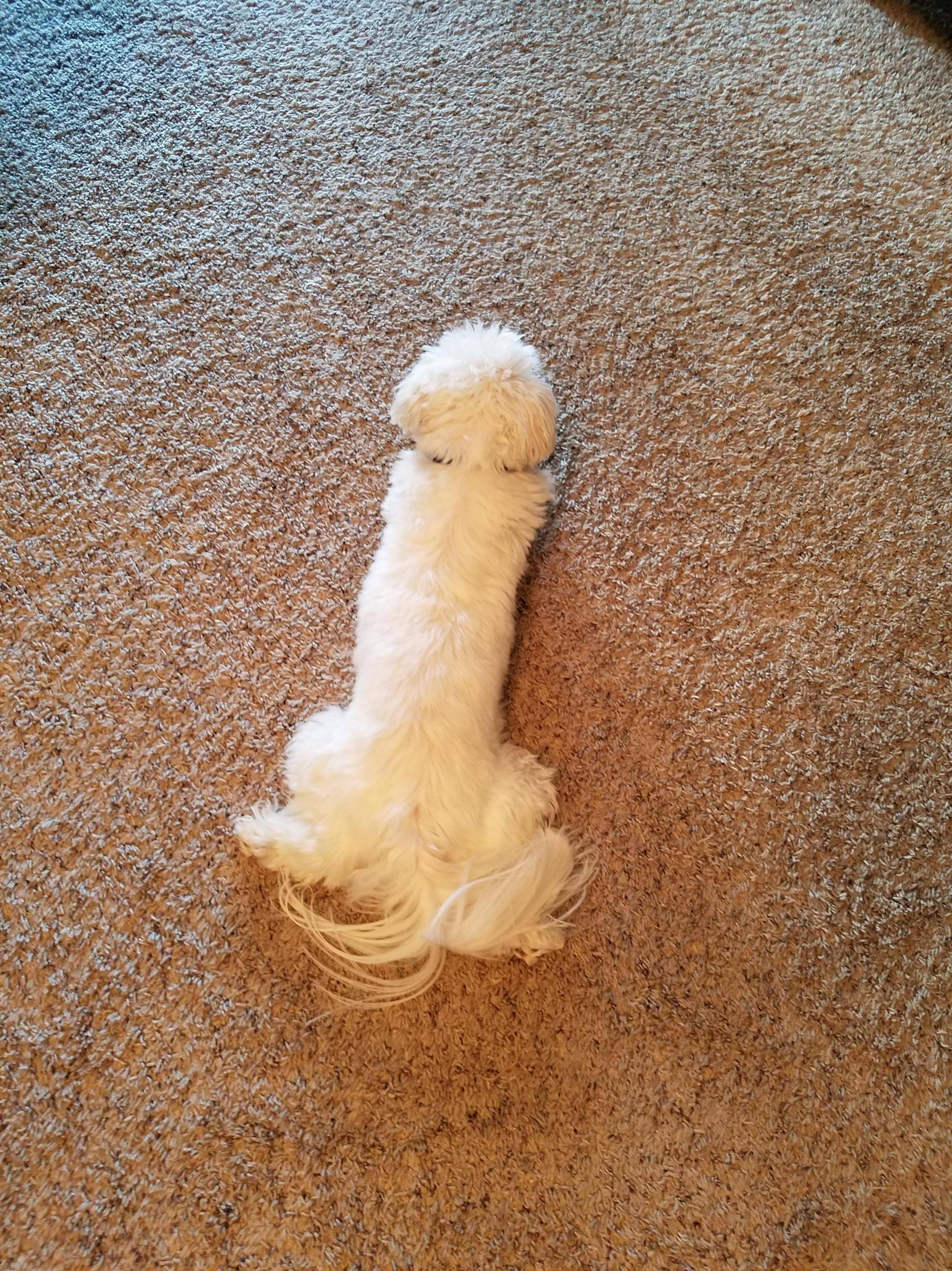 Dog.jpg