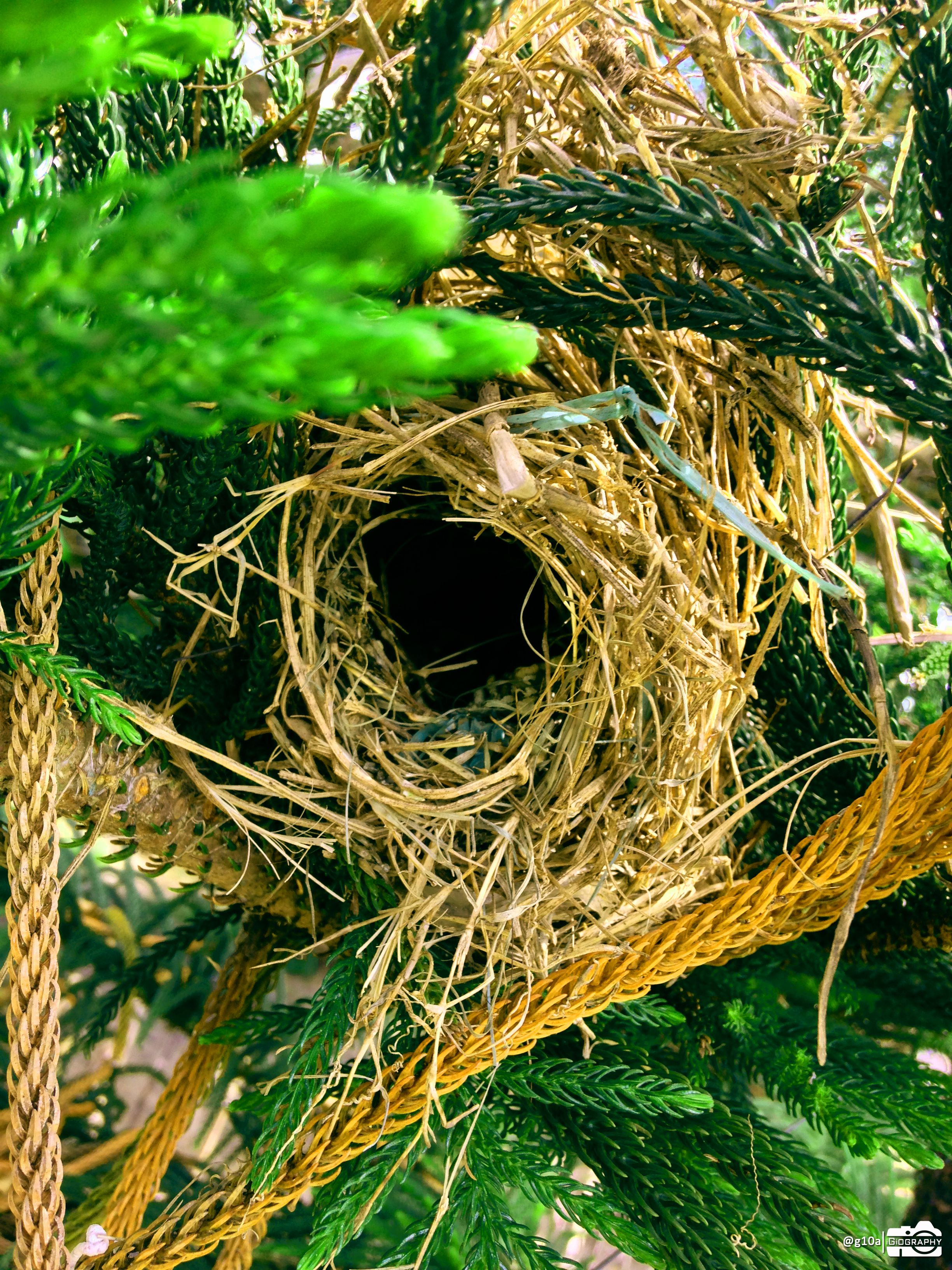 NEST.jpg