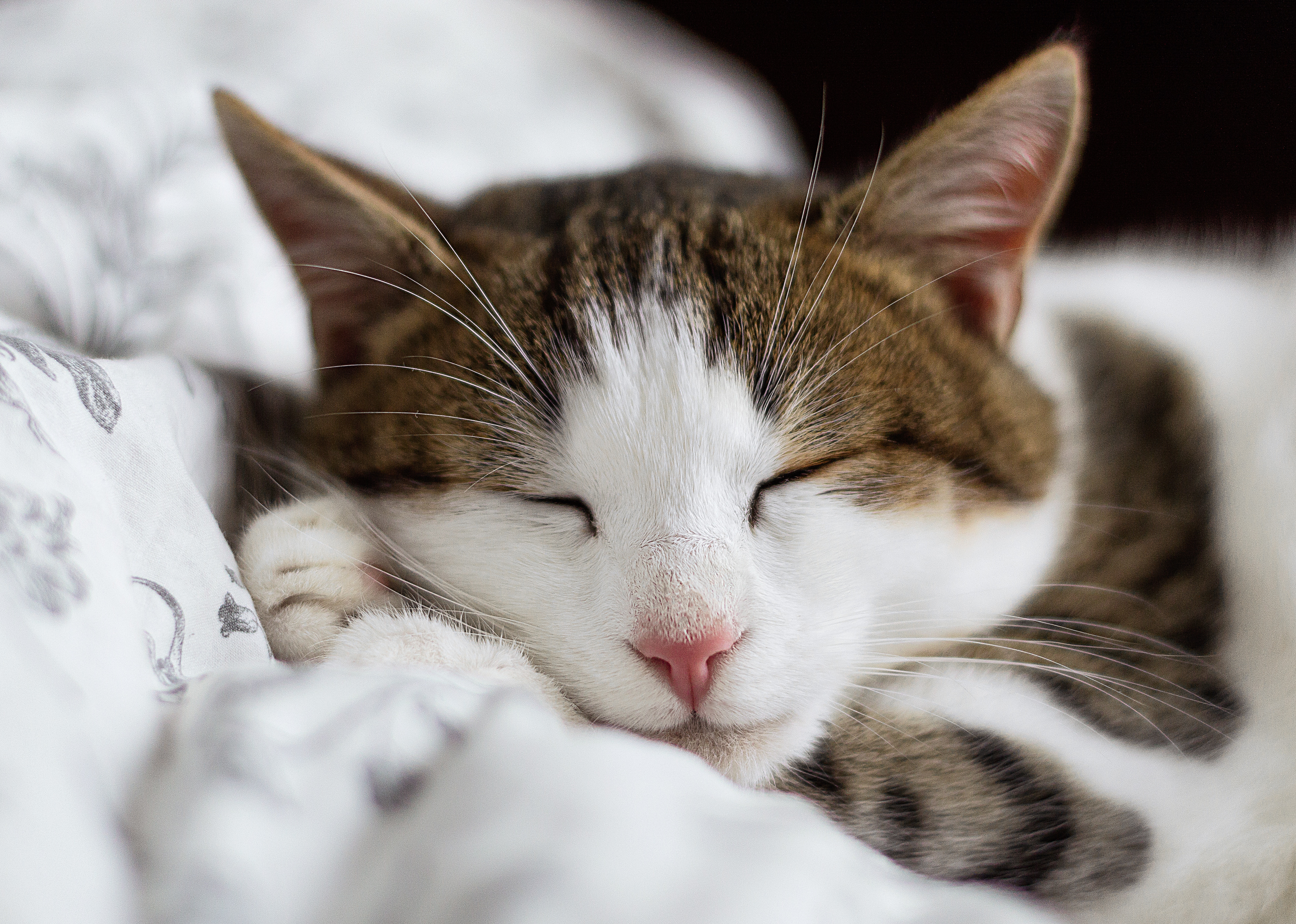 Cat sleeping![alexandru-zdrobau-176844.jpg](https://steemitimages.com/DQmX1b5EGGtrKE9qnbNHe6pB4WP837fWJHz1vzkAmTSrg6X/alexandru-zdrobau-176844.jpg)