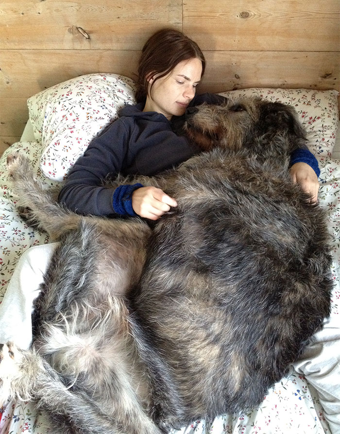 giant-lap-dogs-182-59a02957ebee8__700.jpg