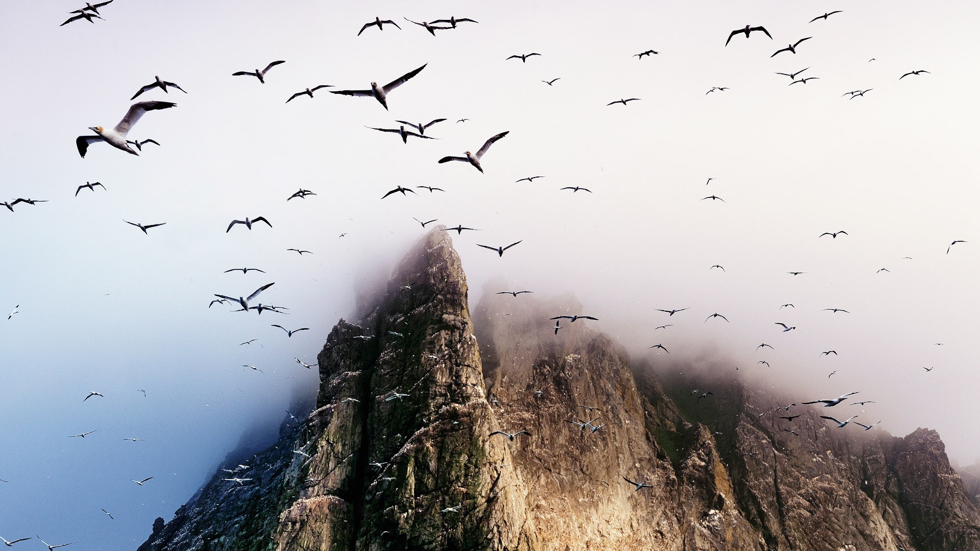 birds-miracle-of-migration-1920x1080.jpg