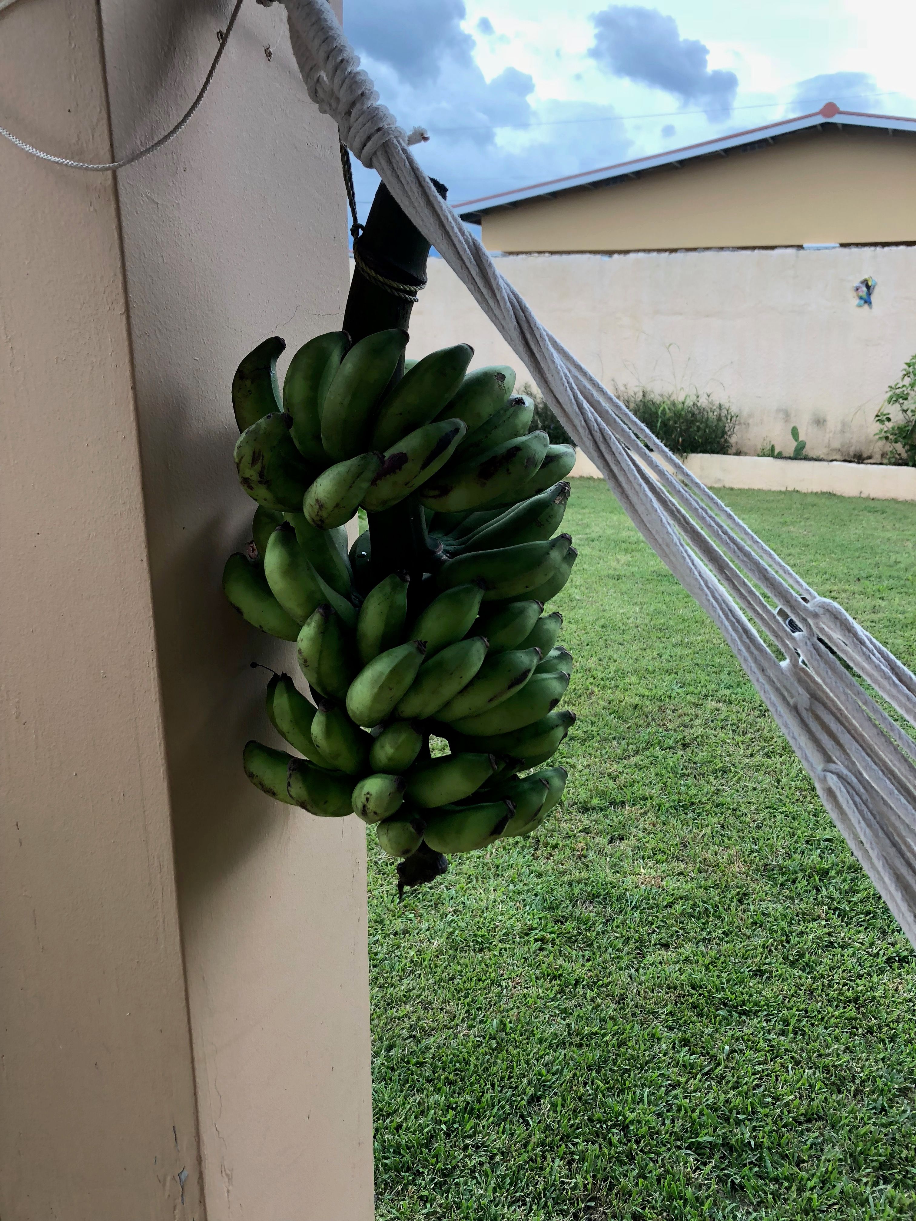 My banana day in Panama. Fresh and totally organic bananas from Rain  Forest. — Steemit