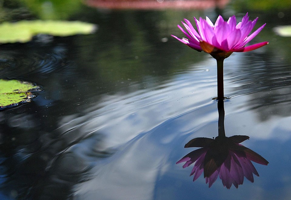 960_Kenilworth_1_waterlilies.jpg