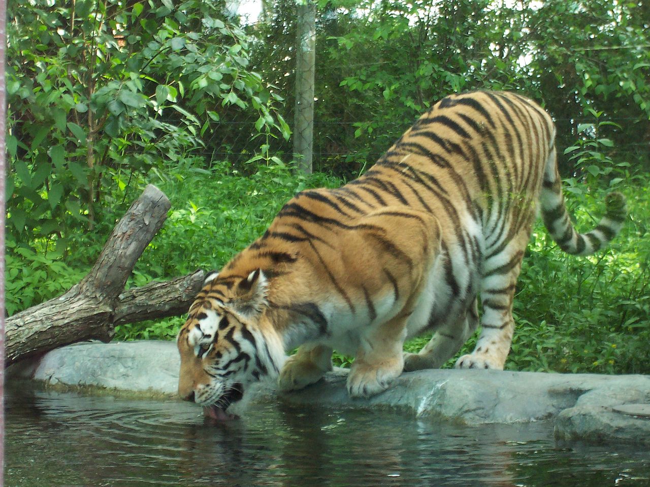 1280px-Tigre_zoo_granby_2006-07.JPG