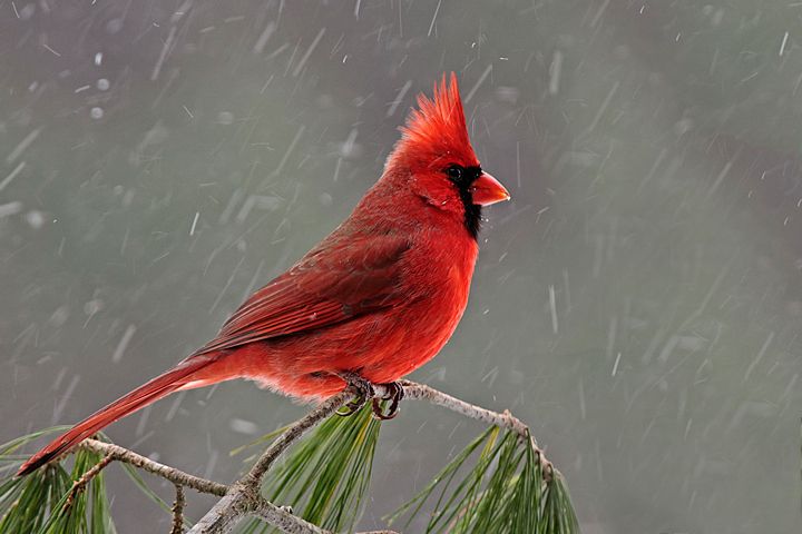 The Northern Cardinal.jpg