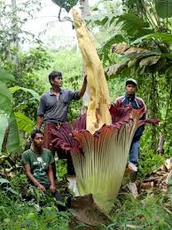 Amorphophallus titanum.jpg