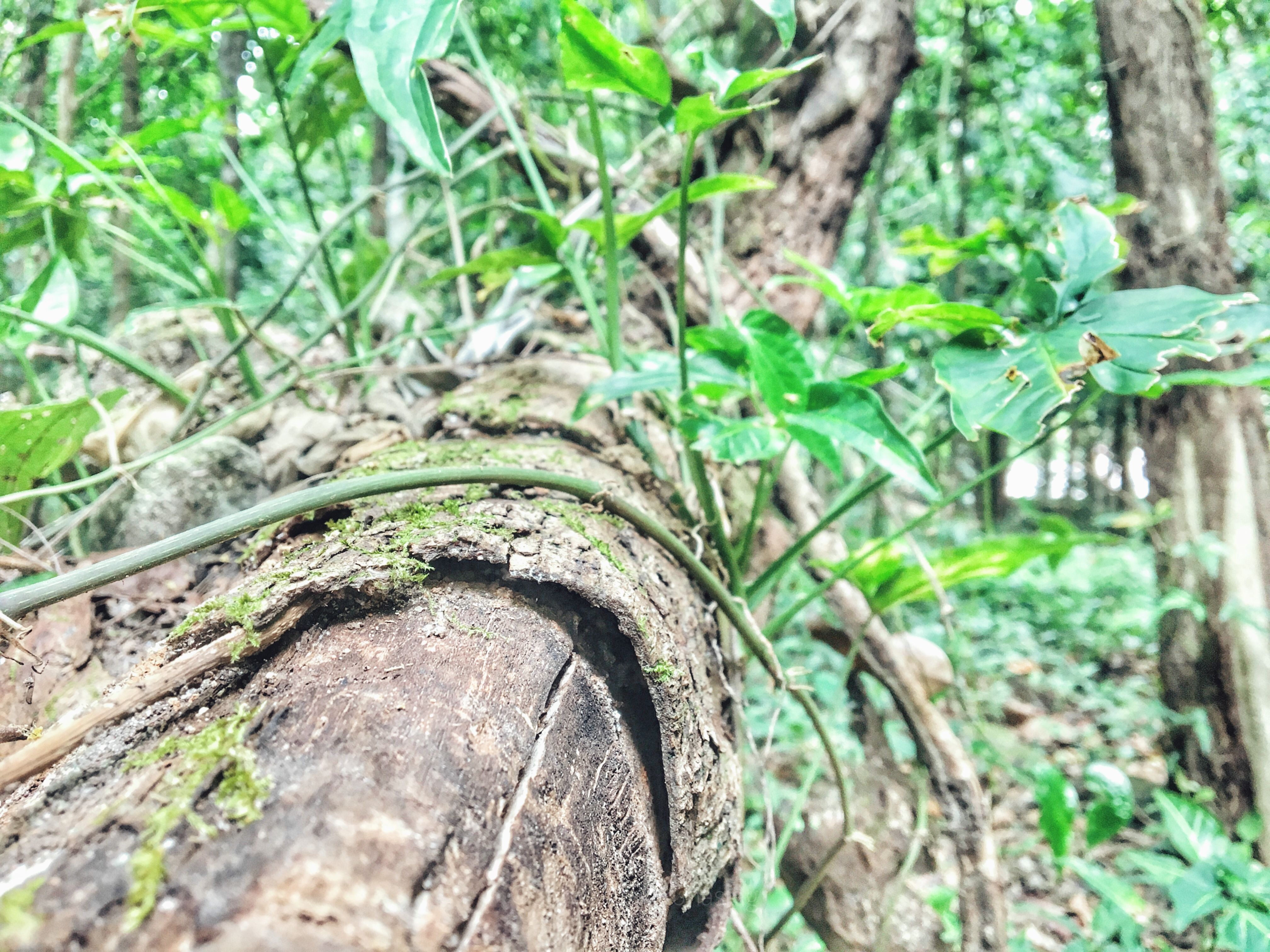 Attachment-1 (87).jpeg