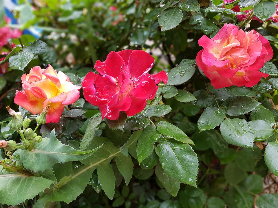 Flora-Rose-Petal-Nature-Flower-3378299.jpg