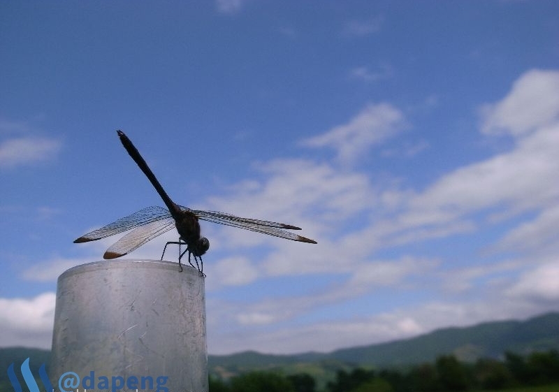 2017-07-28_dragonfly1.jpg