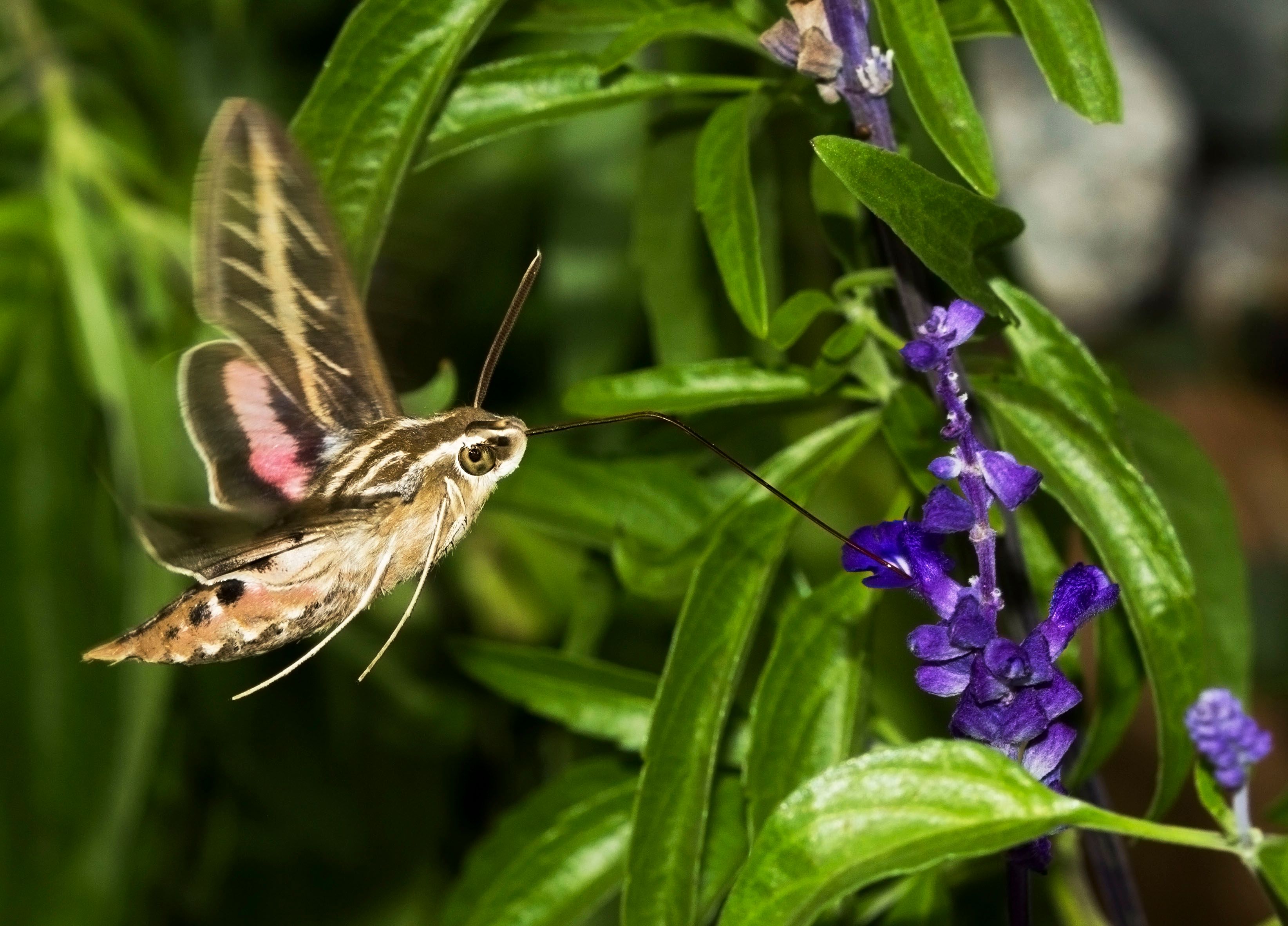 Humming Bird Moth 2.jpg