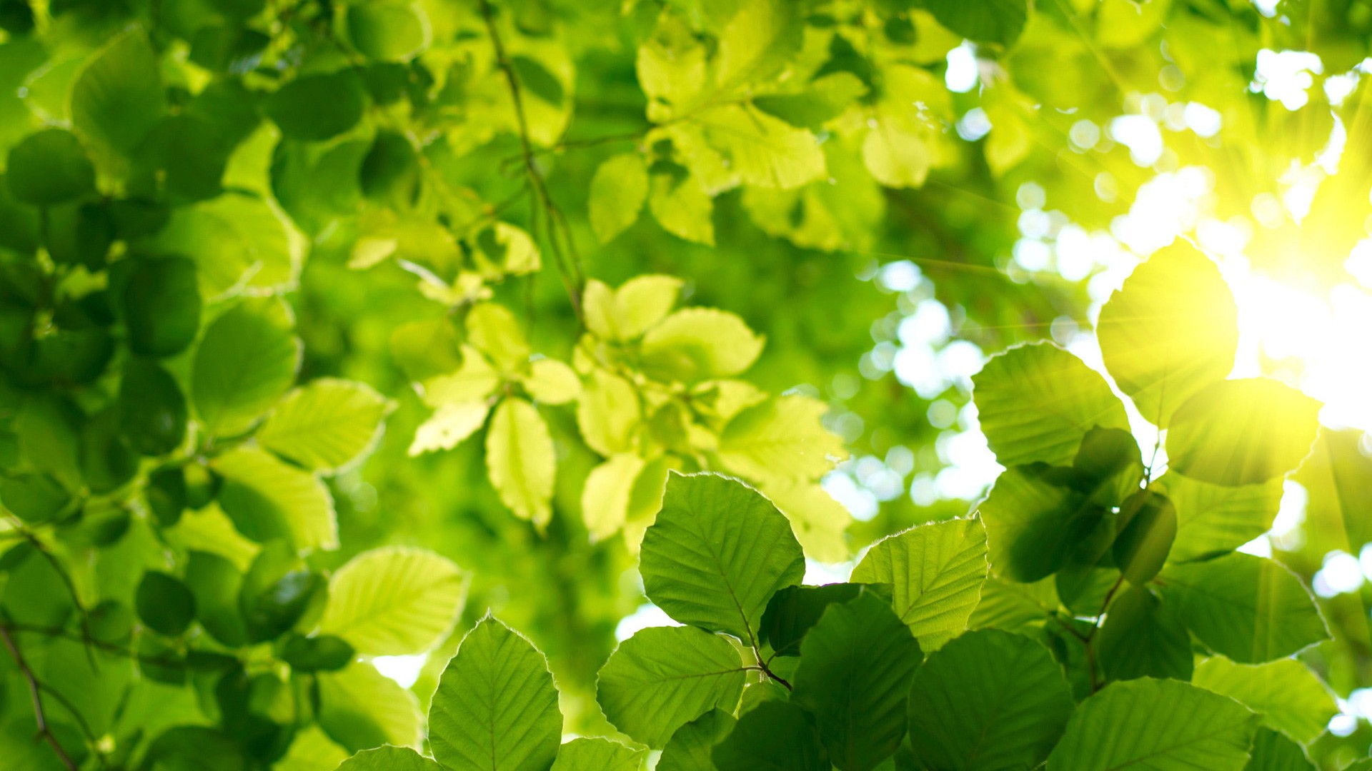 《飞鸟与夏花》每天一首自译飞鸟集（150/325） - Translate a poem form Stray Birds everyday
