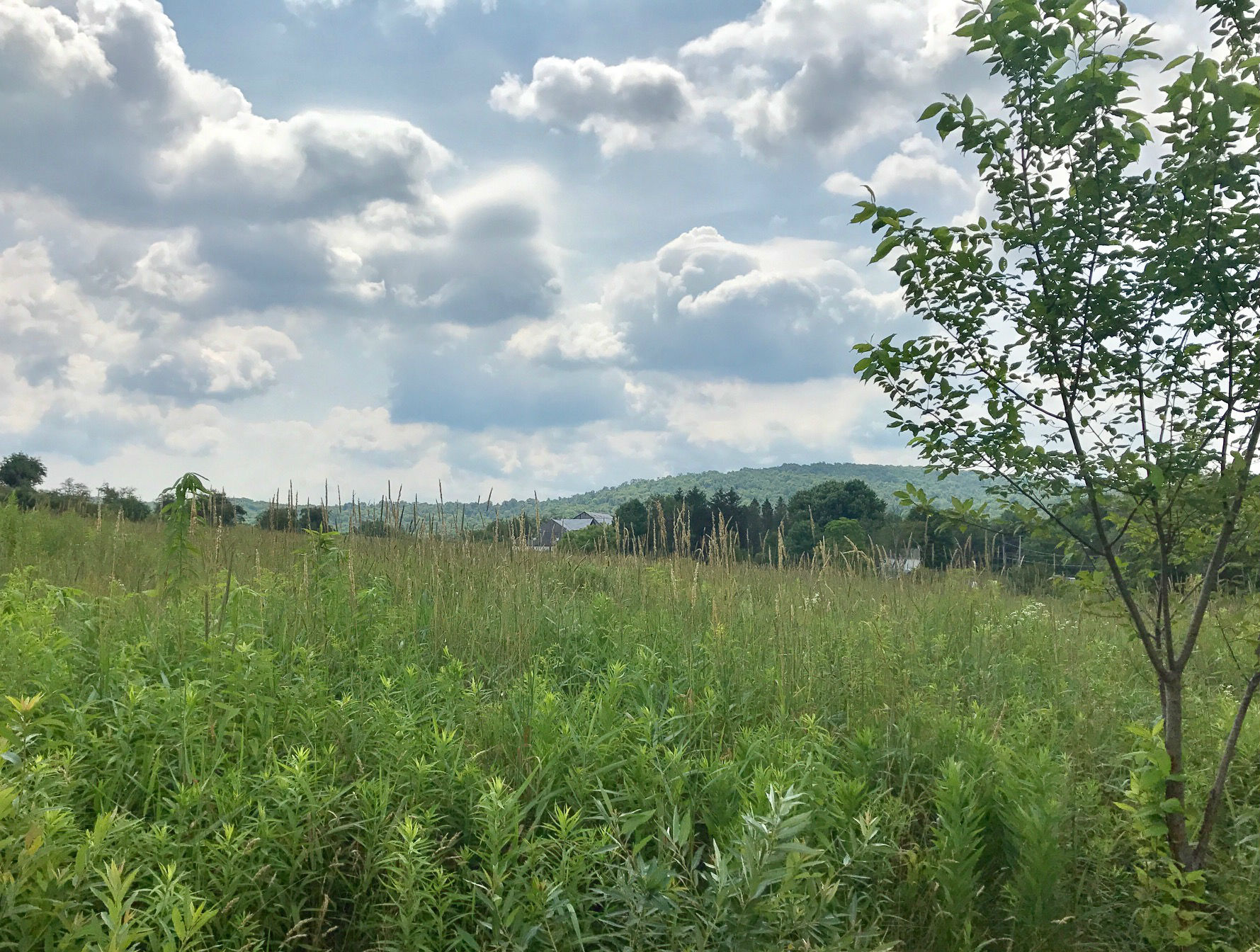 FullSizeRender (3) - 700 wide.jpg