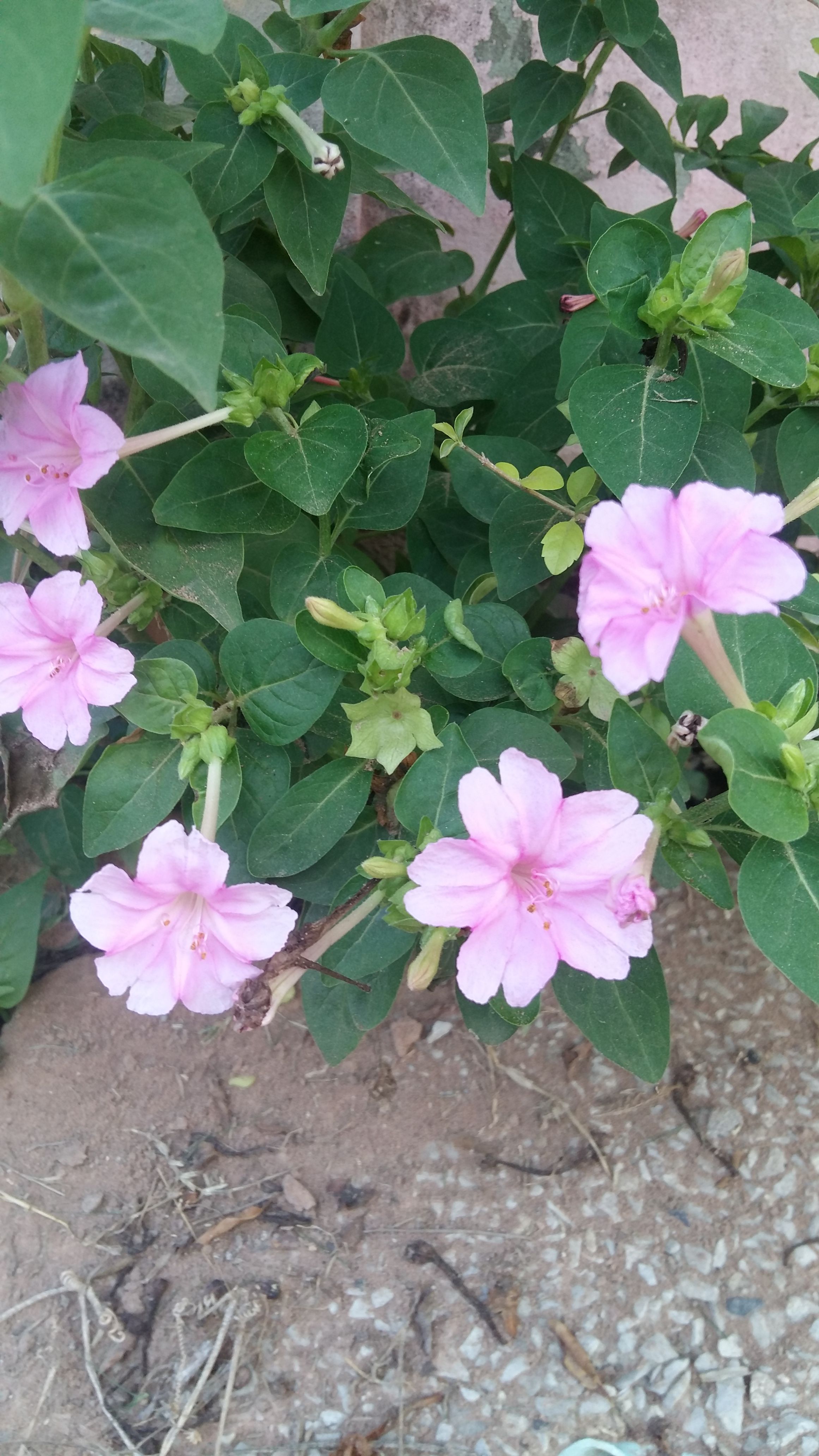 20180411_065527.jpg