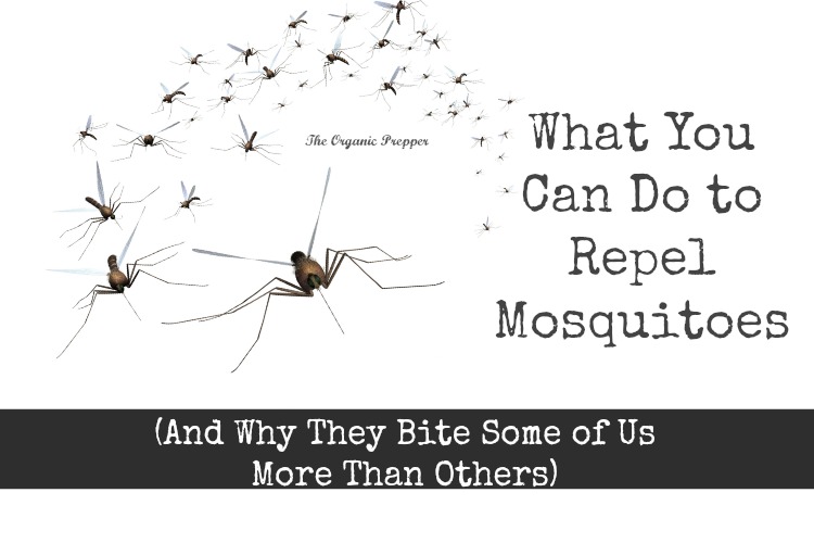 How-to-repel-mosquitoes.jpg