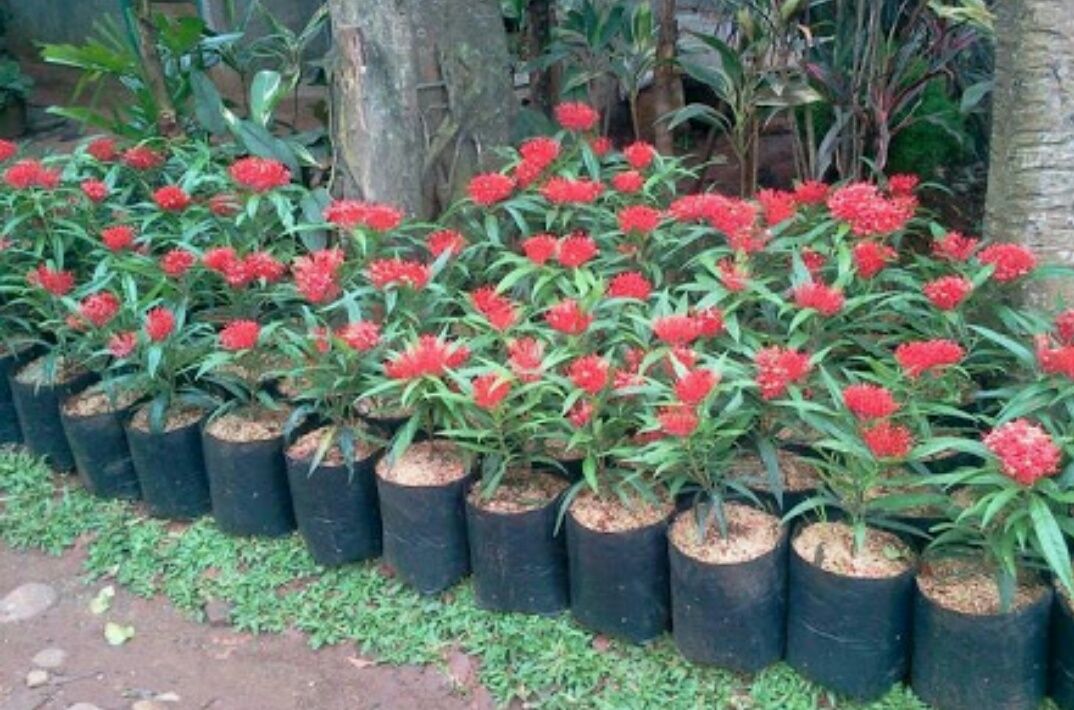 About Asoka Flowers Tentang Bunga Asoka English Indonesian Steemit