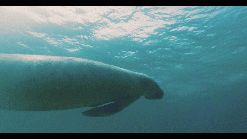 MANATEE GIF.gif