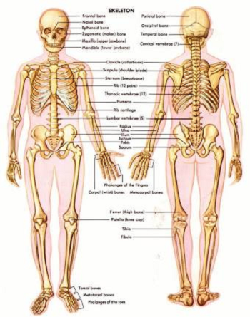 health skeleton.png