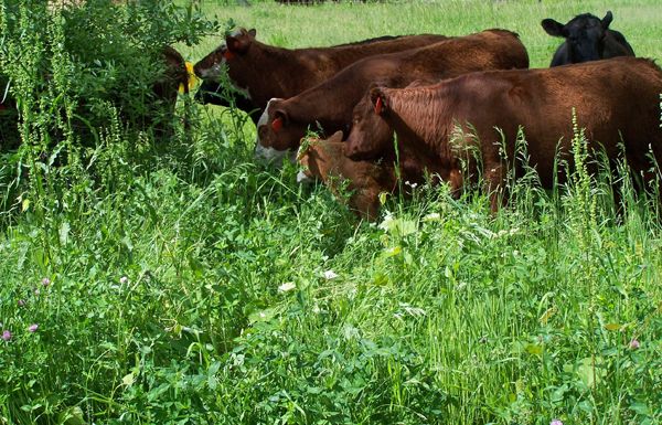 Cows arrive7 crop June 2014.jpg