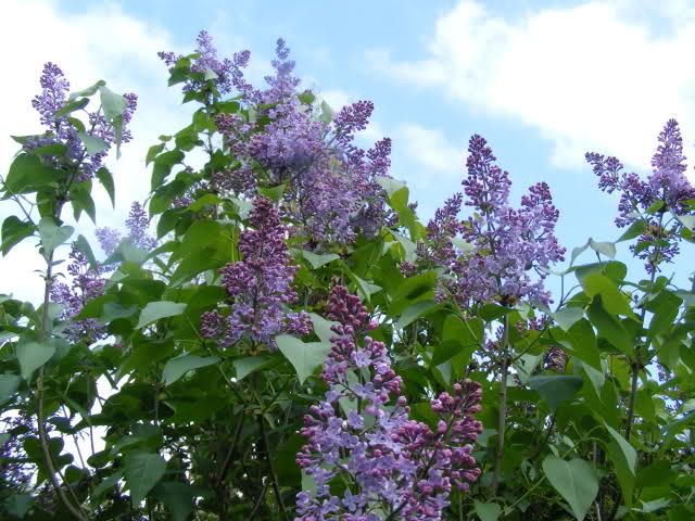 z1-forum.libelle.nl-Lilac.jpg