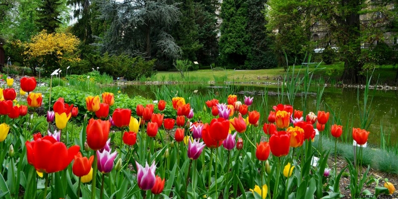 This is Croatia_tulips.jpg