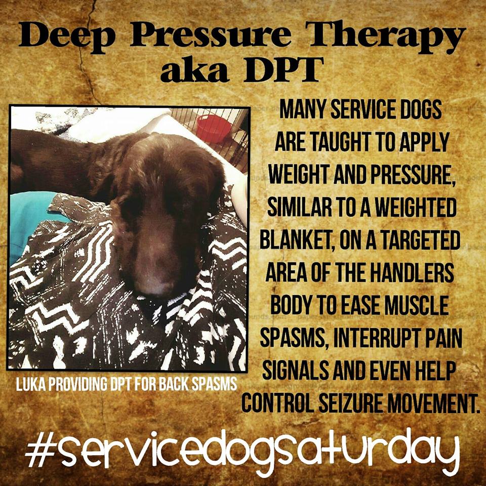 service dog pressure therapy