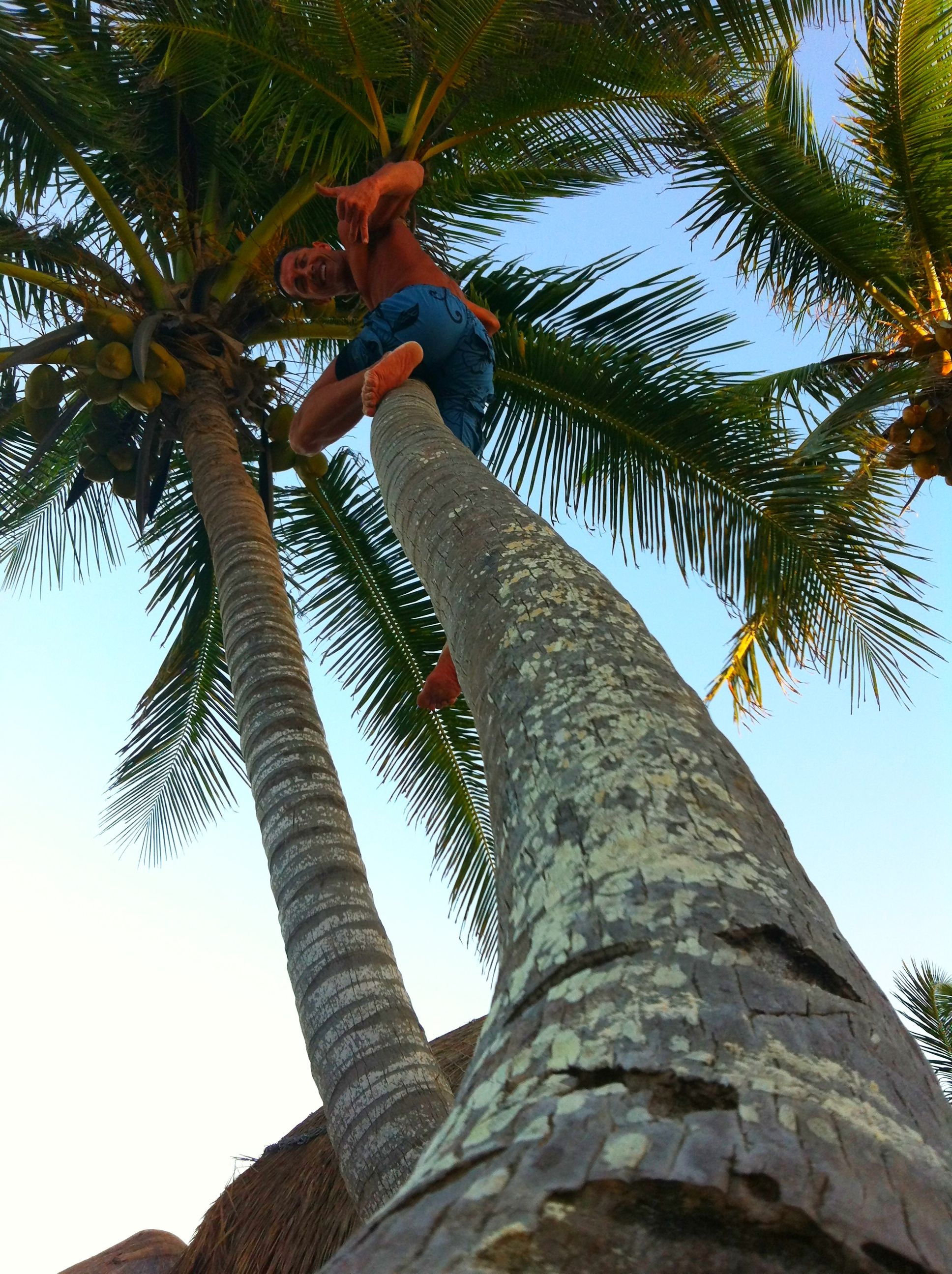 Randy climbing coconut tree.JPG