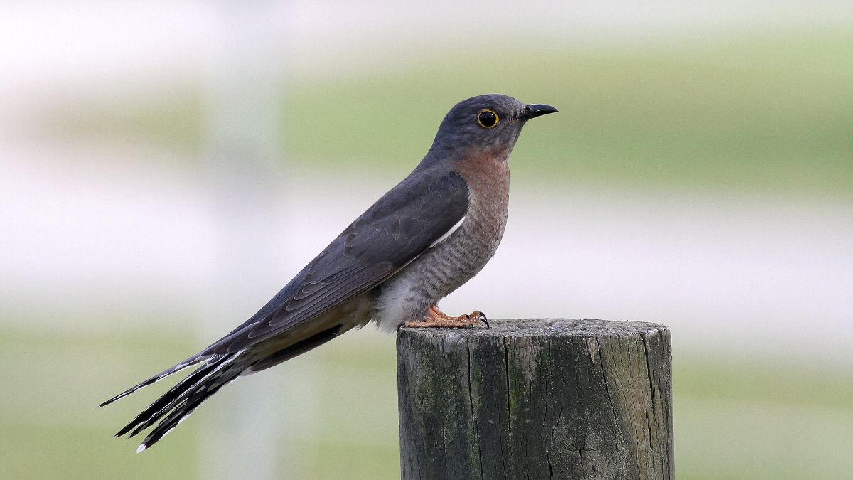 Fan-tailed Cuckoo.jpg