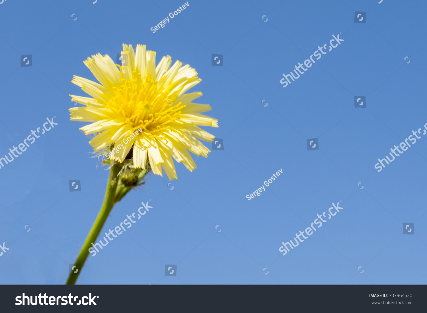 stock-photo-yellow-flower-against-the-cloudless-sky-707964520.jpg