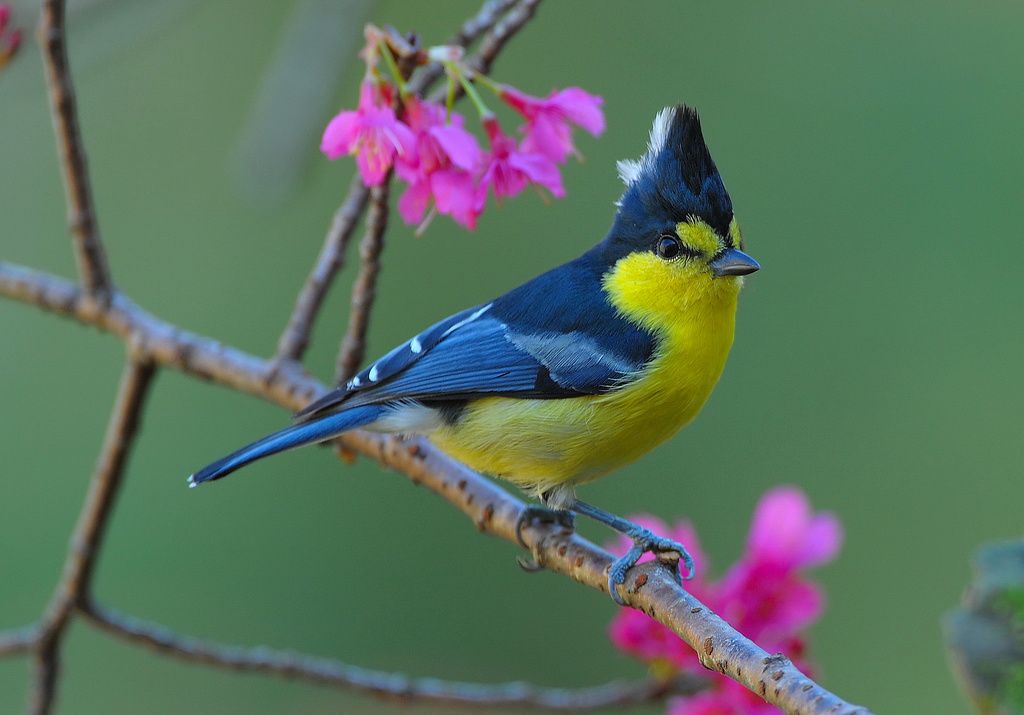 Yellow_Tit.jpg